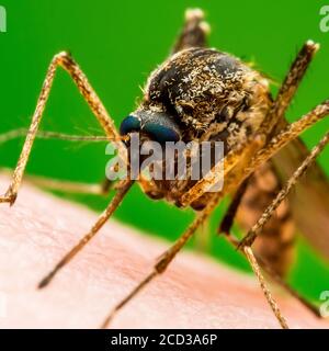 La zanzara infetta dalla malaria su sfondo verde. Leishmaniosi, encefalite, febbre gialla, dengue, malaria, Mayaro o Zika Virus Infectiou Foto Stock