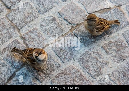 Sul marciapiede di Sirmione, Lago di Garda, Italia. Foto Stock