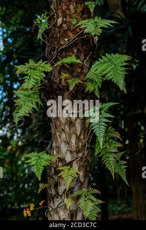 Copernicia prunifera è conosciuta anche come Carnauba Wax Palm Foto Stock