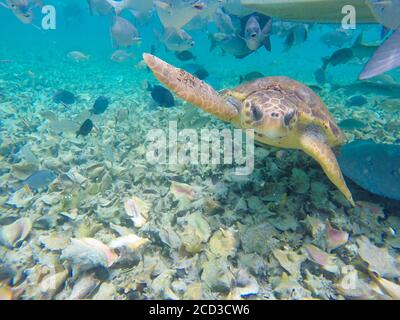 Primo piano di una tartaruga e di altri animali marini presi da sott'acqua Foto Stock