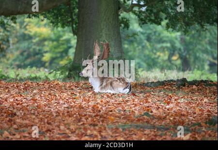 Allow Deer Stags in Kent Foto Stock
