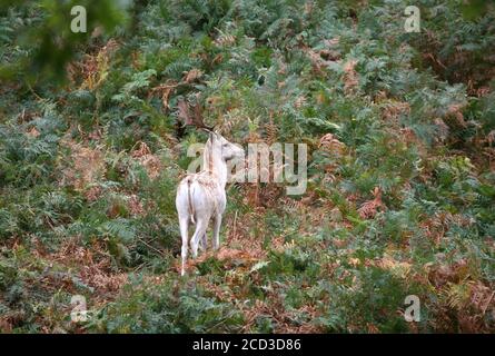 Allow Deer Stags in Kent Foto Stock