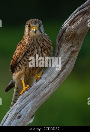 Femmina uccello di Prey, Kestrel poggiato sul ramo Foto Stock