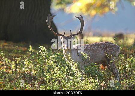 Allow Deer Stags in Kent Foto Stock