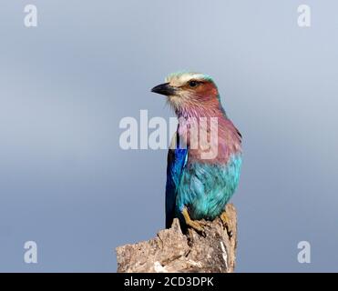 Rullo tostato a lilla (Coracias caudata), adulto seduto su un belvedere, Tanzania, Tarangire National Park Foto Stock