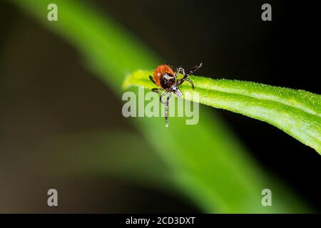 Tick europeo di fagiolo di ricino, tick europeo di pecora (Ixodes ricinus), lurking nella vegetazione, vista frontale, Germania Foto Stock