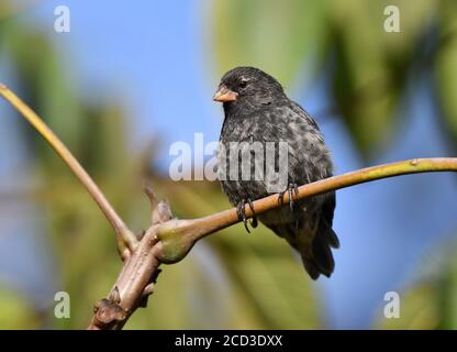 Piccolo trinco (Geospiza fuliginosa), seduto su un ramo, Ecuador, Isole Galapagos, Isabella Foto Stock