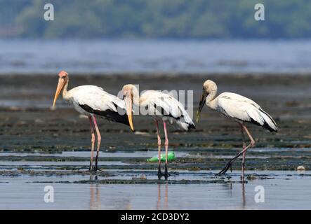 Cicogna lattea (Mycteria cinerea), due adulti e una cicogna lattea immatura (Mycteria cinerea) in piedi su mudflats, Indonesia, Giava, baia di Giacarta Foto Stock