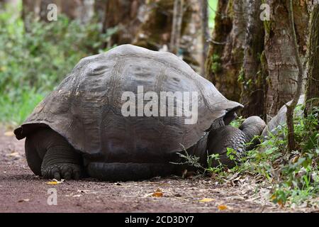 Tartaruga di Galapagos, tartaruga gigante di Galapagos, porteri (Chelonoidis nigra porteri, Geochelone elephantopus porteri, Geochelone nigra porteri, Testudo Foto Stock