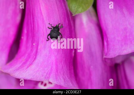 Iris semi weevil (Mononychus punctumalbum, Mononychus punctum-album), visitando un fiore di Digitalis purea, Germania Foto Stock