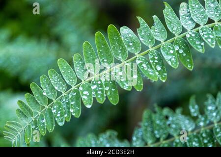 Le foglie di Agasta o Sesban o l'uccello che ravvola vegetale o l'albero dell'uccello che ravvola, basso Foto Stock