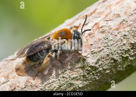 Ape da miniera (Andrena hemorrhea, Andrena albicans), donna seduta in una succursale, Germania Foto Stock