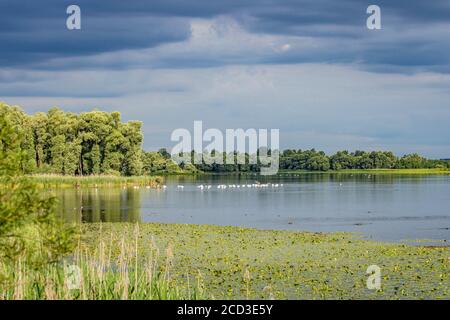 Cigno muto (Cygnus olor), che si avvicina al temporale su un lago con molti cigni muti, Germania, Baviera, Lago Chiemsee Foto Stock