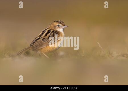 Zitting cistica (Cistica Junidis), arroccato a terra, Italia Foto Stock