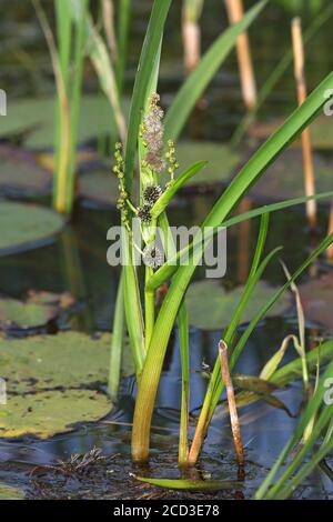 Ramificato Burreed, esotico Bur Reed Sparganium Erettum, esotico Bur-Reed, semplice-stelo Burr-Reed, Simplestrem Bur-Reed (Sparganium erectum), fioritura, Foto Stock