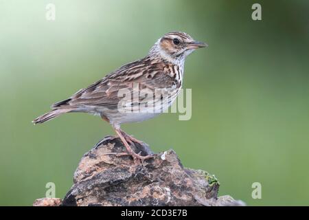 Larice di legno (Lullula arborea pallida, Lullula pallida), arroccato su una roccia, Italia, Passo della Raticosa Foto Stock