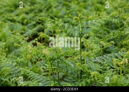 bracken fern (Pteridium aquilinum), fronti di sgombro, Germania Foto Stock