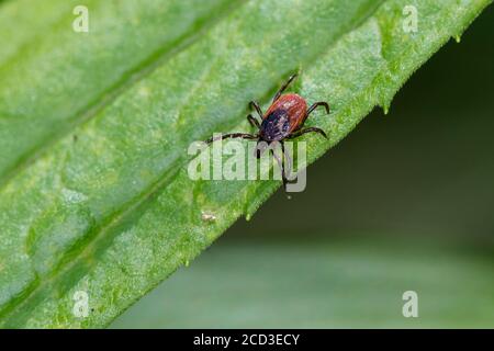 Tick europeo di fagiolo di ricino, tick europeo di pecora (Ixodes ricinus), lurking nella vegetazione, vista dall'alto, Germania Foto Stock