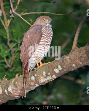 Il falco di passeri di Frances, lo sparrowhawk di Frances (Accipiter francesii, Accipiter francesiae), seduto su un ramo, un rapitore endemico del Madagascar, Foto Stock