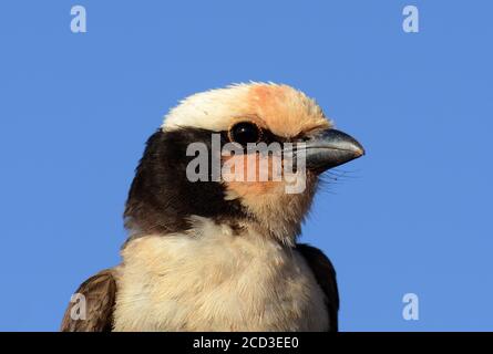 Il gamberetto bianco di ruppel, il gamberetto bianco-coronato del nord (Eurocephalus ruppelli), ritratto, sguardo laterale, Etiopia Foto Stock