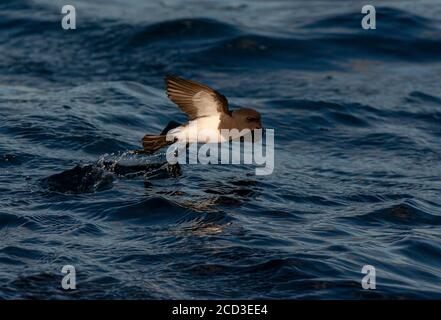 Petrel tempesta dal colore bianco (Fregetta grallaria), che vola fuori dall'acqua, Nuova Zelanda Foto Stock