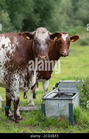 Bestiame da latte shorthorn in un canale d'acqua in un'azienda agricola biologica, Yorkshire, Regno Unito. Foto Stock