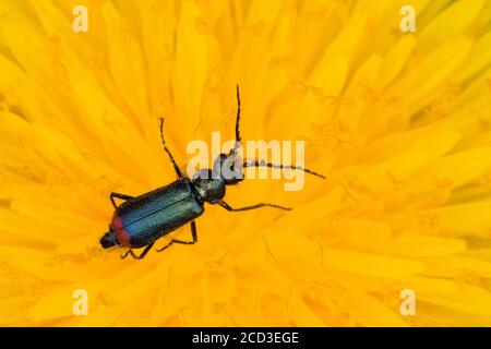 L'apetlo di fiori con punta rossa (Malachius bipustulatus), la presenza in fiore su un fiore di dente di leone, vista dall'alto, Germania Foto Stock