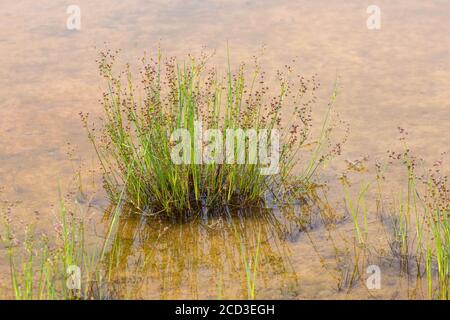 Giuntato (Juncus articulatus), fioritura, Germania, Baviera, Erdinger Moos Foto Stock