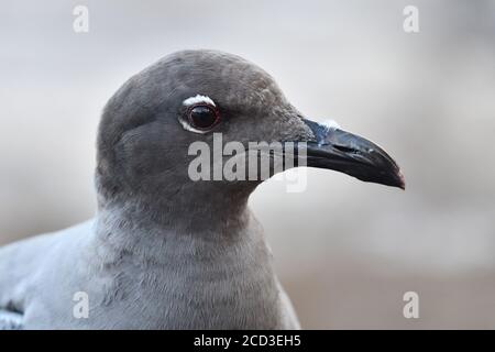 Gabbiano dusky (Larus fuliginosus, Leucofaeus fuliginosus), ritratto, vista laterale, Ecuador, Isole Galapagos Foto Stock