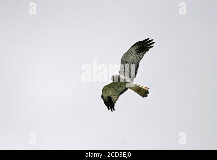 Madagascar Marsh-Harrier, Madagascar Harrier, Malgascio Harrier (Circus macroscele), adulto di sesso maschile in volo, Madagascar Foto Stock