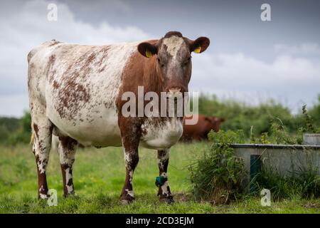 Bestiame da latte shorthorn in un canale d'acqua in un'azienda agricola biologica, Yorkshire, Regno Unito. Foto Stock