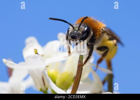 L'ape mineraria (Andrena hemorrhea, Andrena albicans), femminile, in fiore alla presenza alla senape di aglio, Germania Foto Stock