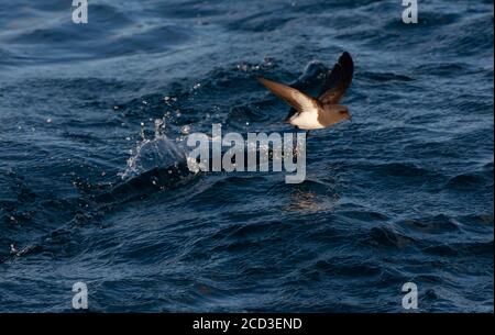 Petrel tempesta dal colore bianco (Fregetta grallaria), che sorvola la superficie dell'acqua e cerca cibo, Nuova Zelanda Foto Stock