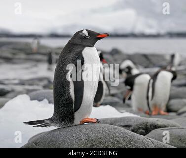 pinguino di gentoo (Pigoscelis papua), seduto su una roccia con altri pinguini sullo sfondo, Antartide Foto Stock