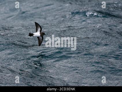 Petrel tempesta dal colore bianco (Fregetta grallaria), che sorvola il mare, Nuova Zelanda Foto Stock