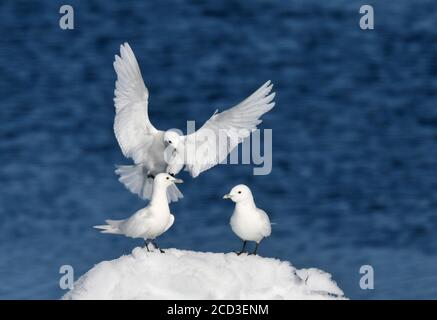 Gabbiano d'avorio (Pagophila eburnea), tre gabbiani d'avorio al pack-Ice, un atterraggio di uccelli e due uccelli che perching su ghiaccio di deriva, Norvegia, Svalbard Foto Stock