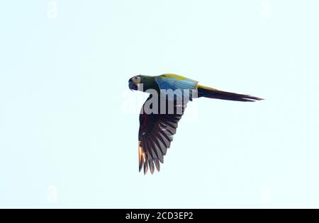 Macaw con fronte castagno (Ara severa, Ara severo), volo, Perù, Parco Nazionale di Manu Foto Stock