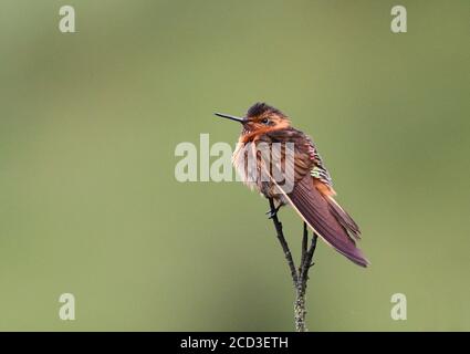 Fascio luminoso di sole (Aglaeactis cucripennis), arroccato sulla cima di un ramoscello, Ecuador, Yanacocha Foto Stock