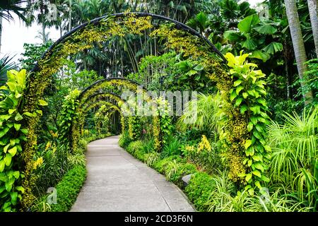 Splendido percorso sotto archi coperti di verde nei Giardini Botanici di Singapore Foto Stock