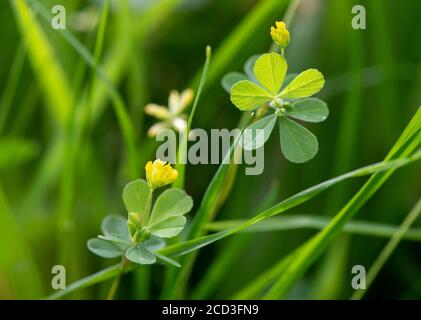 Trefoil minore, Trifolium dubium, un tipo di legume che cresce in un prato di fiori selvatici su un prato di fieno tradizionale nel Nord Yorkshire, Regno Unito. Foto Stock