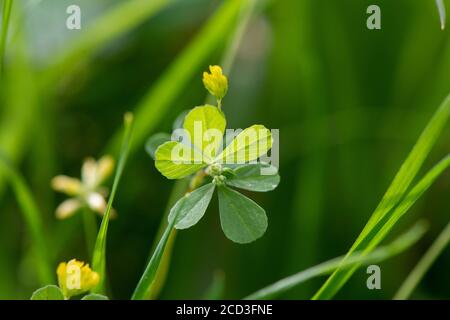 Trefoil minore, Trifolium dubium, un tipo di legume che cresce in un prato di fiori selvatici su un prato di fieno tradizionale nel Nord Yorkshire, Regno Unito. Foto Stock