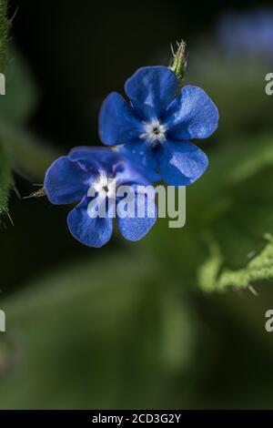 I fiori blu graziosi della pianta verde di Alkanet. Pentaglottis sempervirens. Foto Stock