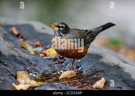 New York, Stati Uniti. 8 ottobre 2019. New York, USA Ottobre 2019: Impressioni New York - Ottobre - 2019 An American Robin, New York, Central Park | Usage worldwide Credit: dpa/Alamy Live News Foto Stock