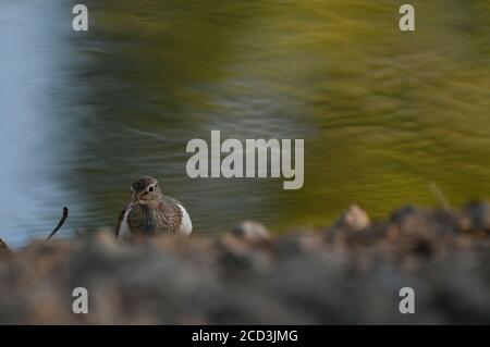 Sandpiper comune che guado verso la riva del bacino idrico di Maroño Foto Stock