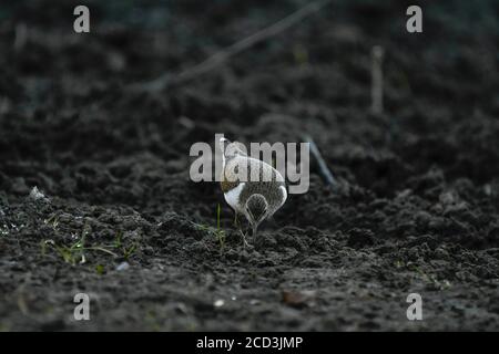 Sandpiper comune che guado verso la riva del bacino idrico di Maroño Foto Stock