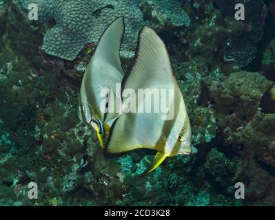 Due batfish Longfin, Platax teira, con wrasse più pulito sulla barriera corallina, Mar Rosso, Marsa Alam Foto Stock