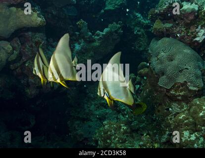 Batfish Longfin, Platax teira, sulla barriera corallina, Mar Rosso, Marsa Alam Foto Stock