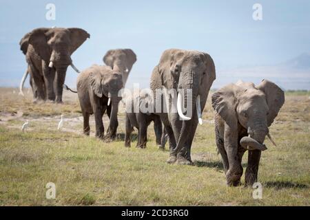 Elephant famiglia che cammina in linea in vaste pianure erbose di Parco Nazionale Amboseli in Kenya Foto Stock