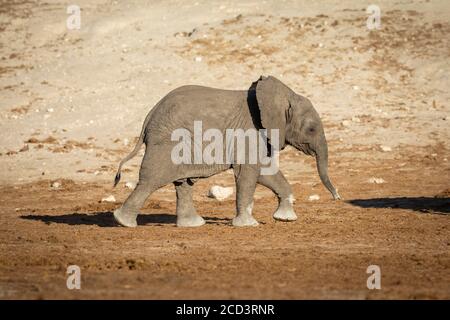 Elefante del bambino che marciò dietro la madre in luce del caldo pomeriggio A Chobe in Botswana Foto Stock