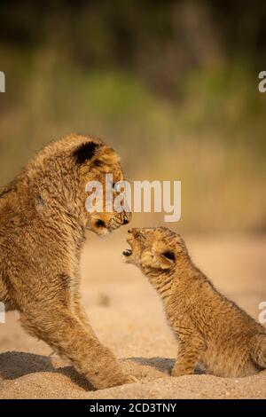 Due fratelli leoni che giocano insieme a Kruger Park, nel sud Africa Foto Stock